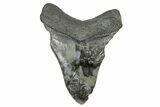 Bargain, Fossil Megalodon Tooth - South Carolina #169196-1